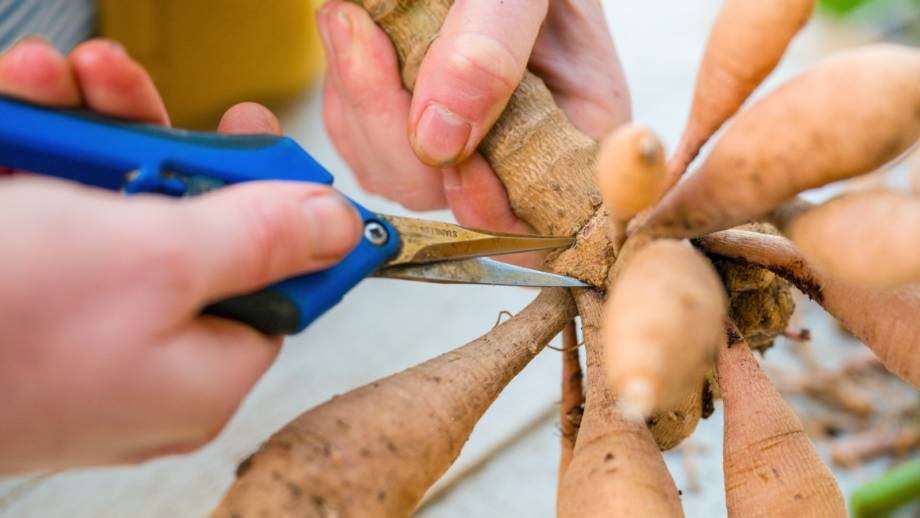 How To Divide Dahlia Tubers In 9 Easy Steps
