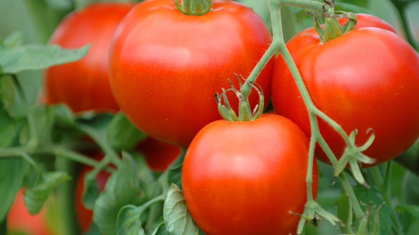 Small, red tomatoes with smooth skin dot a tidy bush covered in gray-green foliage.