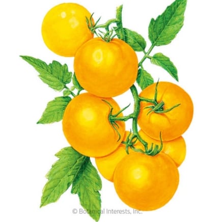 Golden Jubilee Pole Tomato Seeds