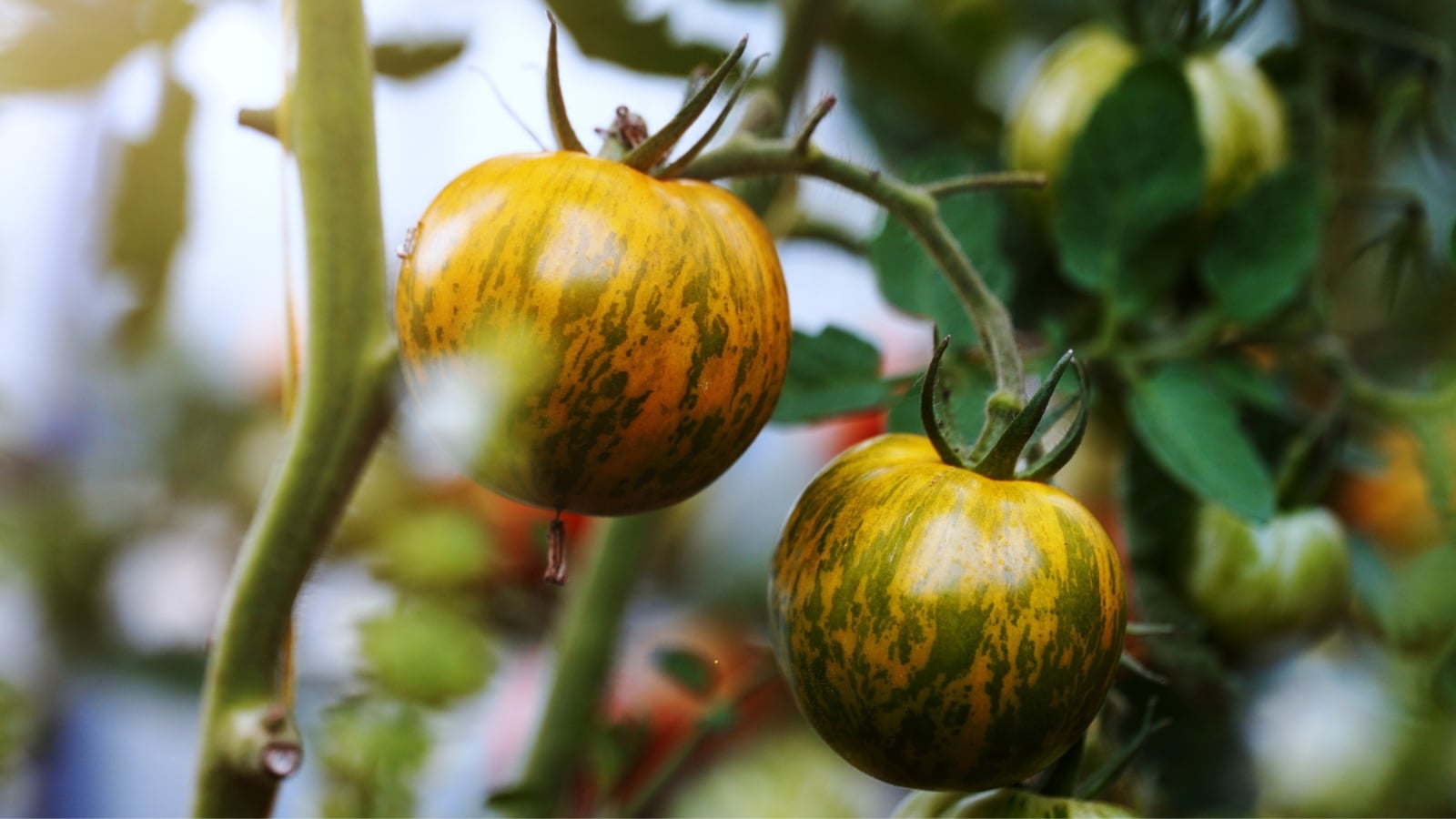Striped yellow-green fruits with a rounded shape hide beneath open, upright foliage.