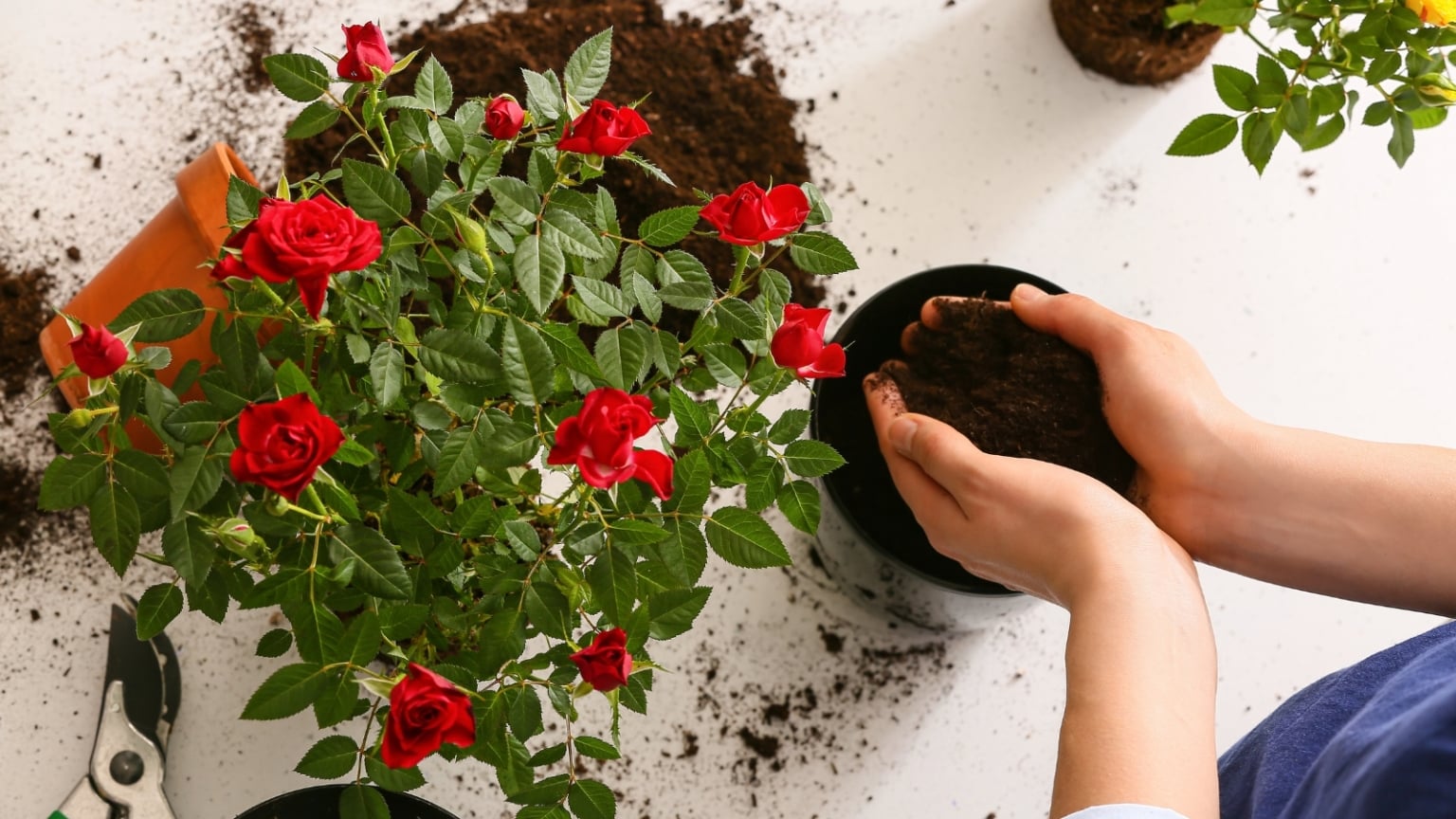 7 Tips for Growing Climbing Roses in Pots and Containers