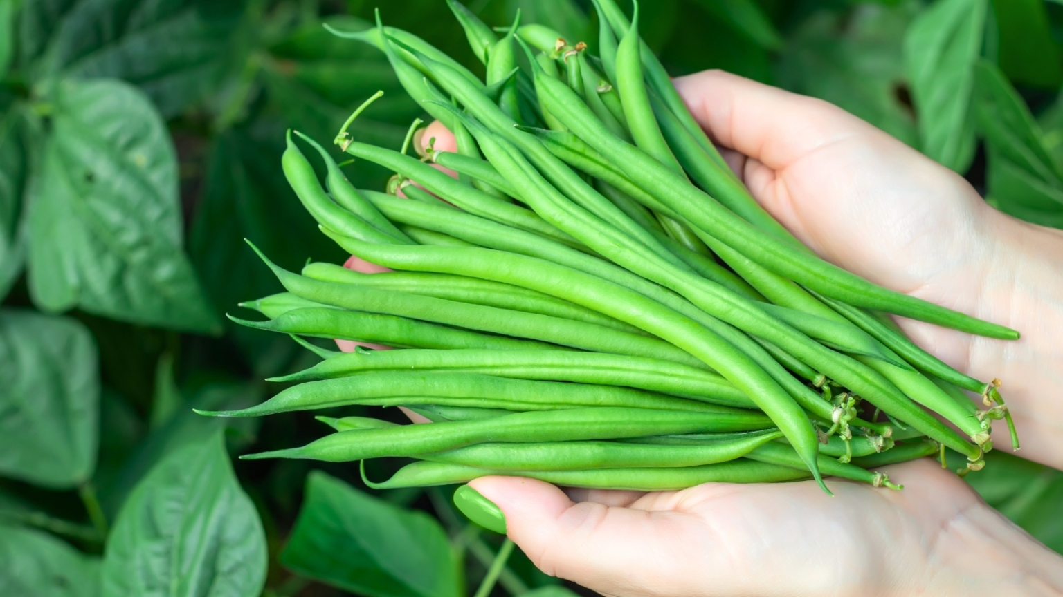 Top 5 Pole Beans Thatll Boost Your Harvest Instantly Easy Fast