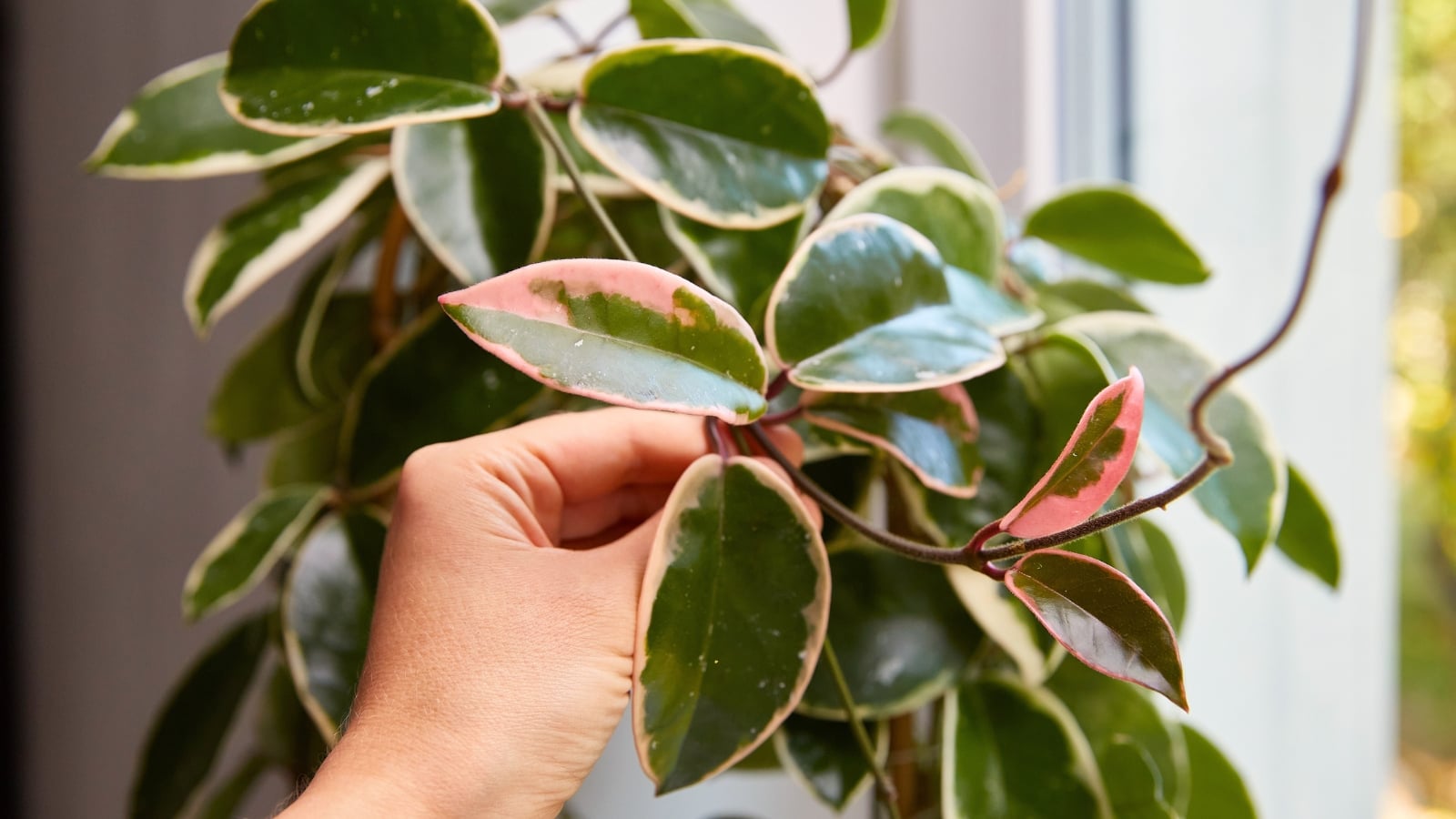 Hoya leaves close-up in a woman's hand having woody stems placed near a window