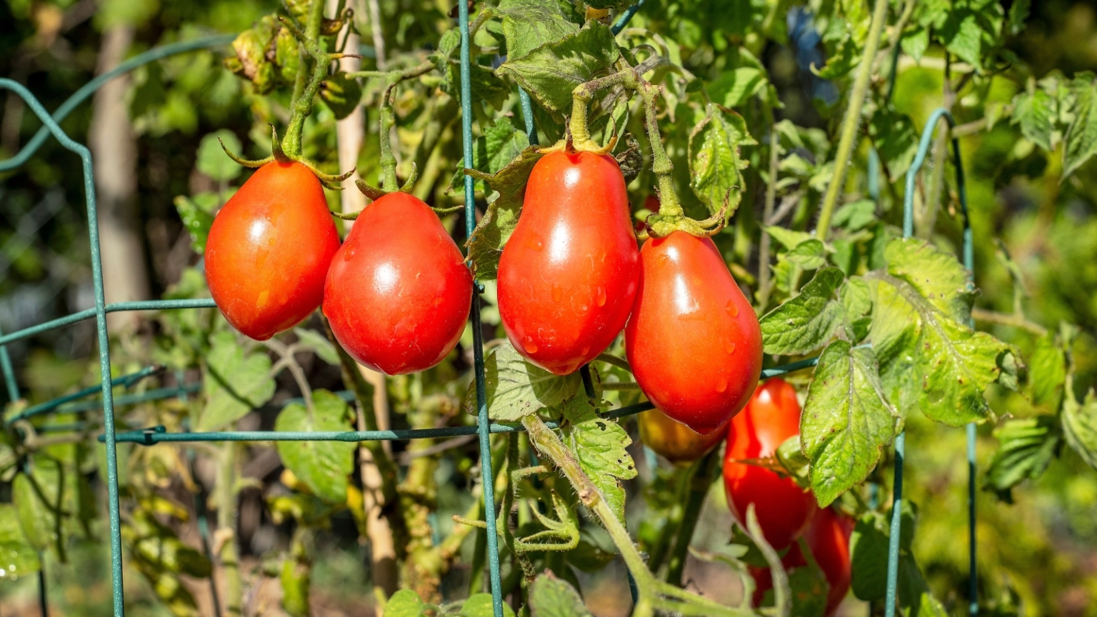 13 Tomato Varieties to Start from Seed in April