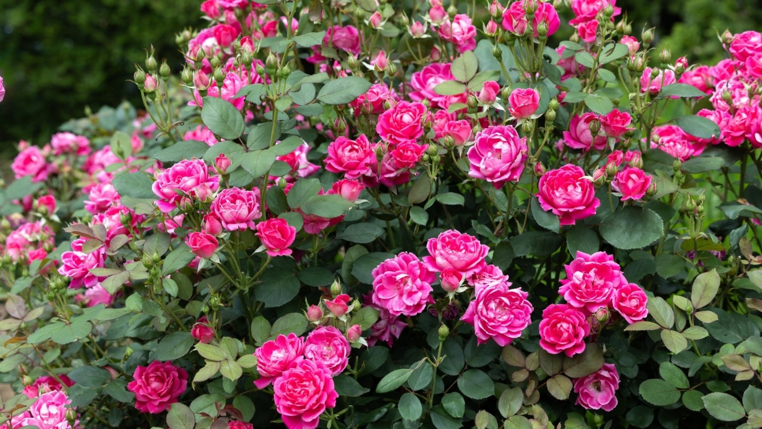 How to Prune Knockout Roses in 7 Easy Steps