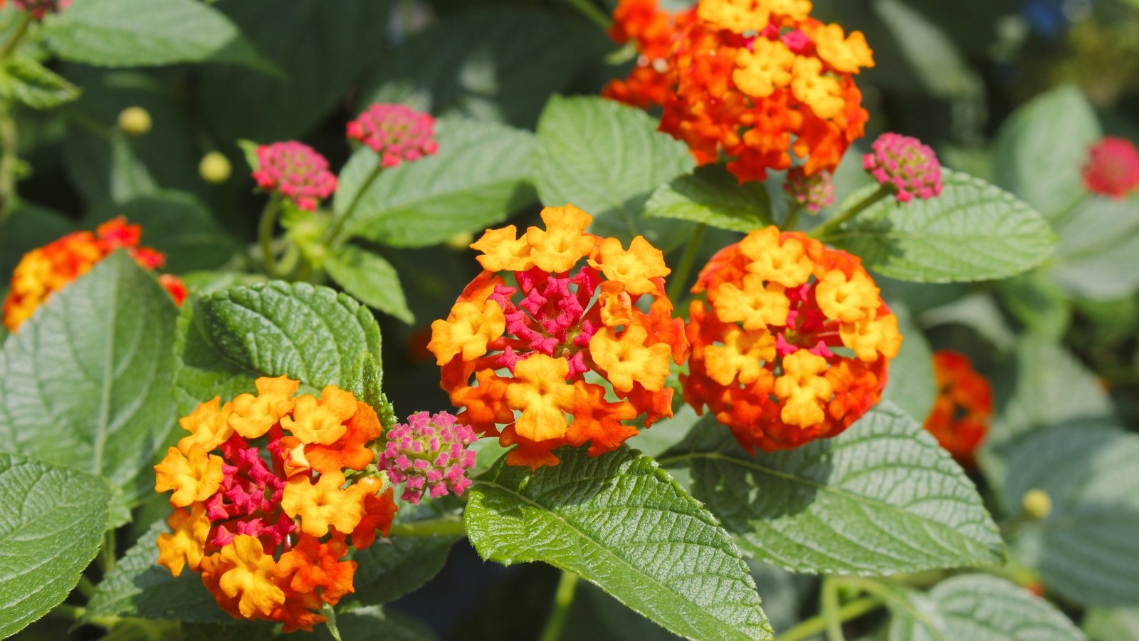 Rounded flower heads in warm shades of pink, orange and yellow, rise above fuzzy stems and textured foliage with toothed, veined leaves.