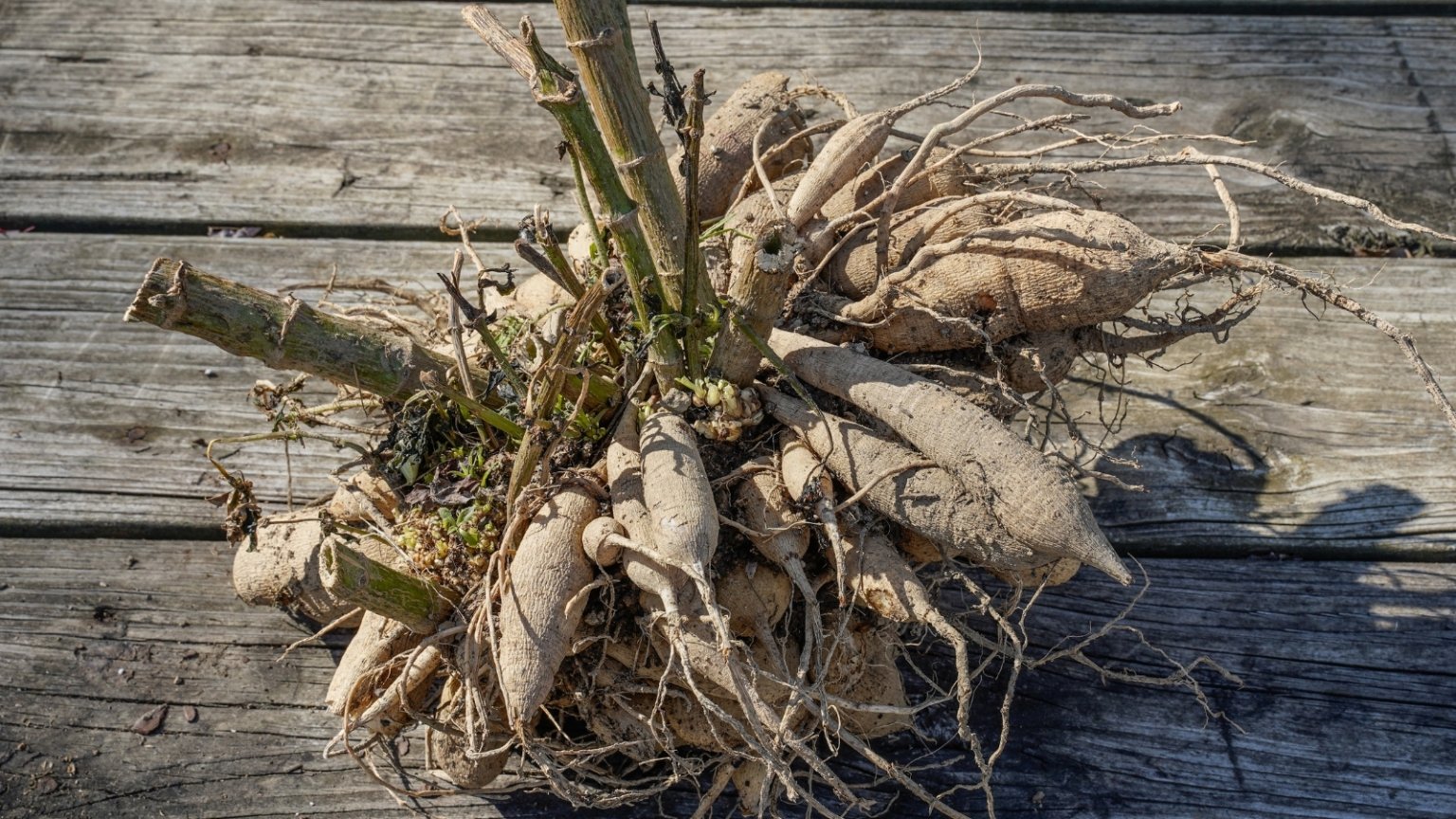 how to wake up dahlia tubers