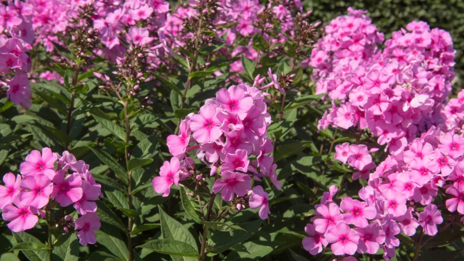 How to Plant, Grow, and Care for 'Jeana' Garden Phlox