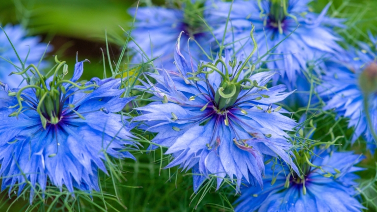Nigella