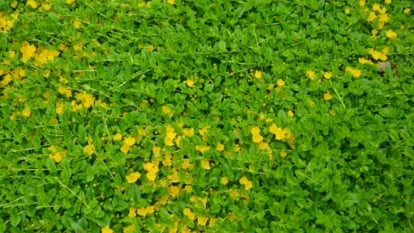Sprawling stems with round, glossy green leaves and cup-shaped, golden-yellow flowers with smooth petals.