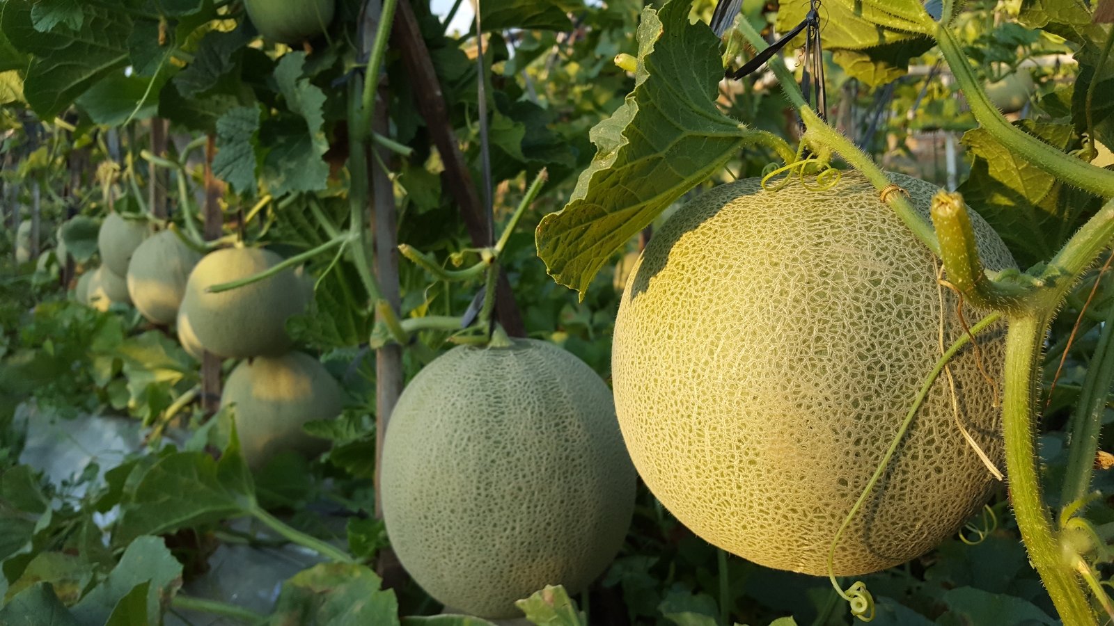 Cluster of unripe Cucumis melo fruits hanging from leafy vines, round and netted.