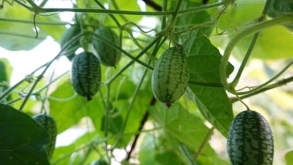 Long, winding vines display tiny, oval-shaped fruits covered in green speckles, among heart-shaped leaves.
