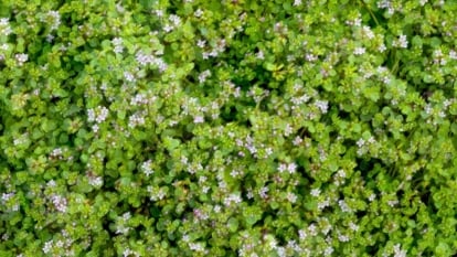 Trailing stems with small, rounded mint-green leaves dotted with tiny pale purple, bell-shaped flowers.