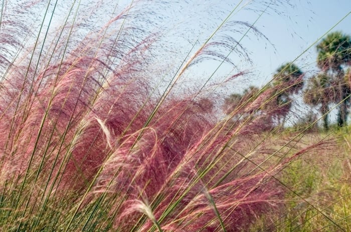 Muhlenbergia reverchonii forms soft green mounds with wispy pink flower sprays rising above fine foliage.