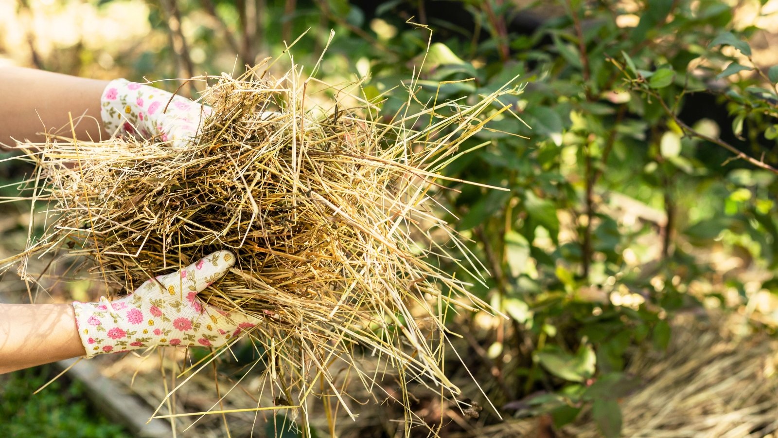 Female hands in white gloves with floral print holding a large pile of dry straw against the background of a garden bed with bushes.