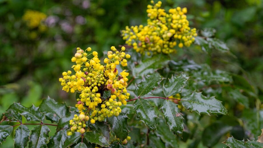 11 Native Alternatives for Popular Invasive Plants