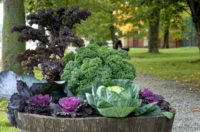 A mixed display of Brassica oleracea cultivars with broad, crinkled green heads and purple rosettes.