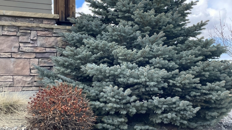 15 Best Trees for Small Yards