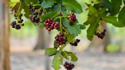 Clusters of small, round berries in shades of deep red and dark purple hang amongst glossy green leaves on slender stems.