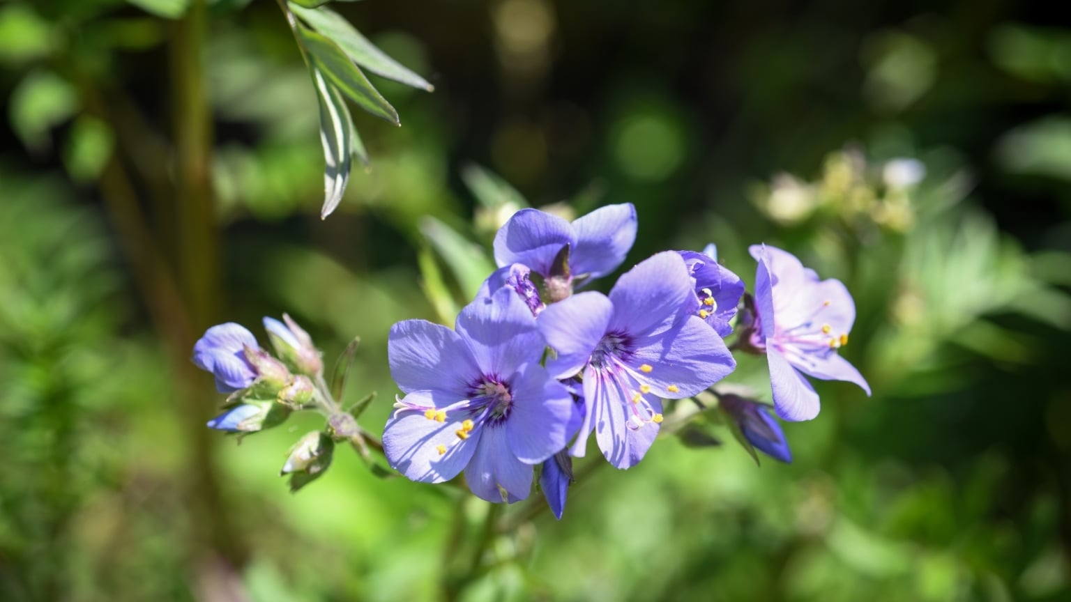 19 Best Pollinator Plants for Shade