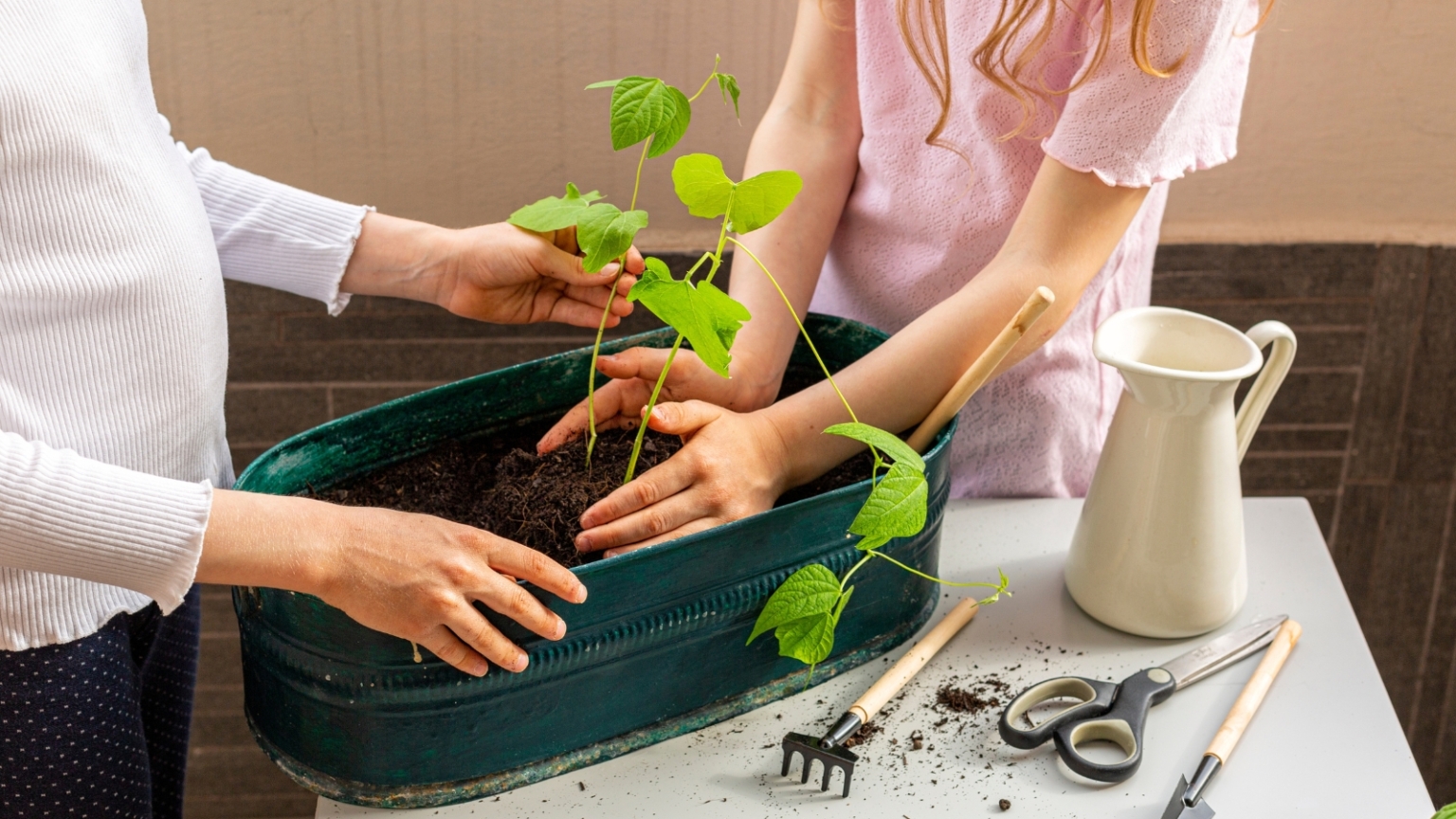 How to Plant, Grow, and Care for Green Beans