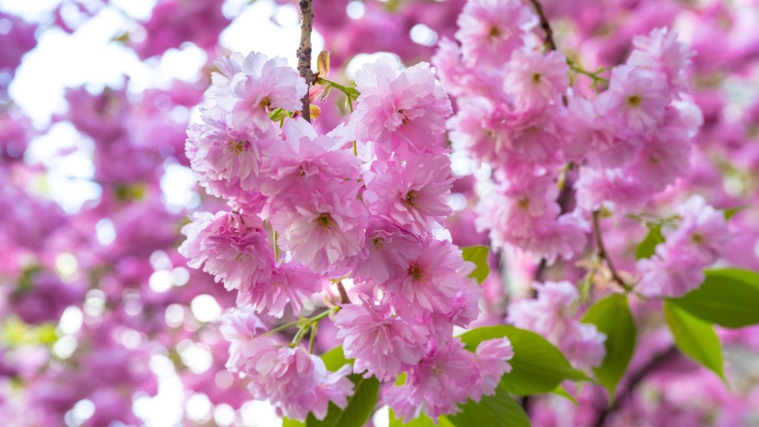 April Tips 15 Plants You Should Prune in April: Tips for Your Zone