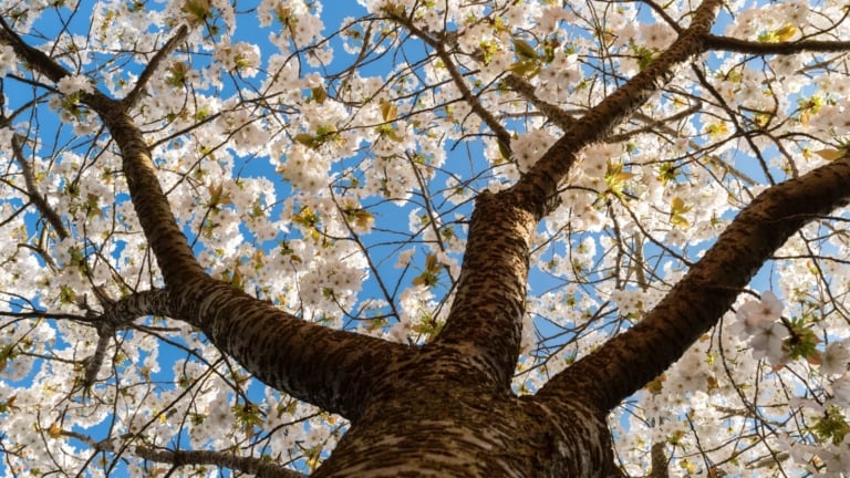 13 Most Beautiful Flowering Cherry Trees For Your Landscape