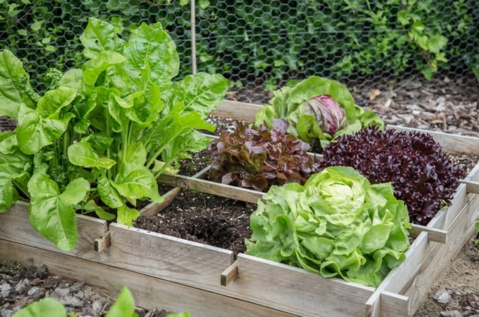 Lactuca sativa with large green romaine and butterhead heads in a mulched raised wooden bed