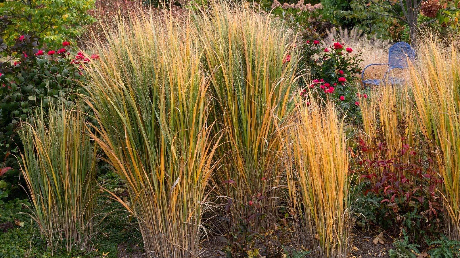 Panicum virgatum ‘Cheyenne Sky’ with blue-green upright blades turning burgundy and pink-red plumes.
