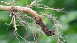 How to Plant, Grow, and Care for Salvia azurea