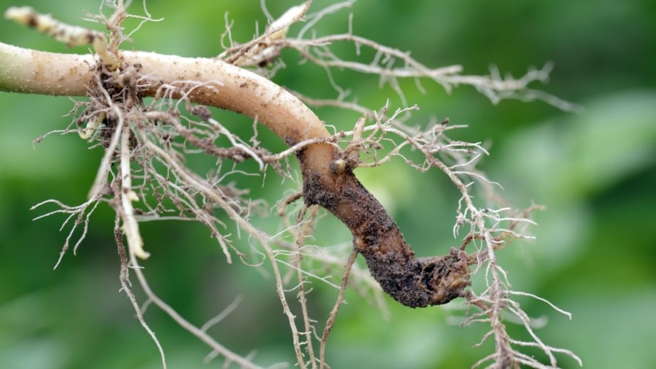English Ivy: How To Grow And Manage Hedera Helix - Epic Gardening