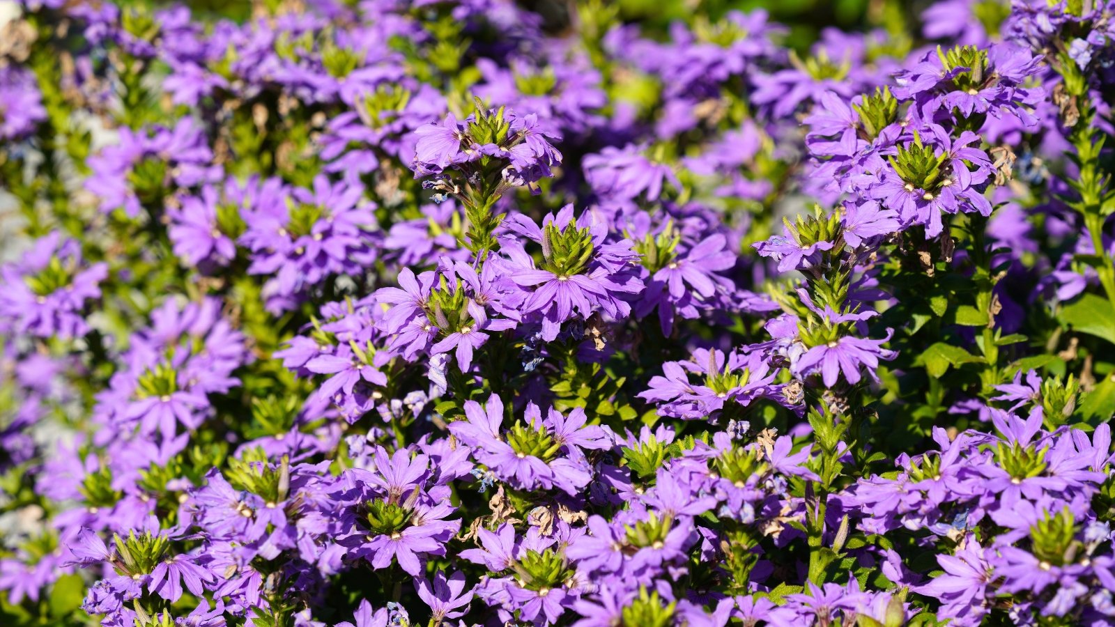 Trailing stems with spoon-shaped green leaves support fans of violet-blue petals radiating from a white center.