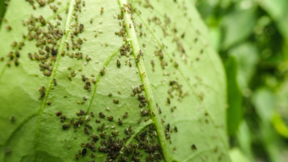 9 high histamine foods and why some people should avoid them