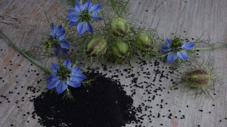 Nigella