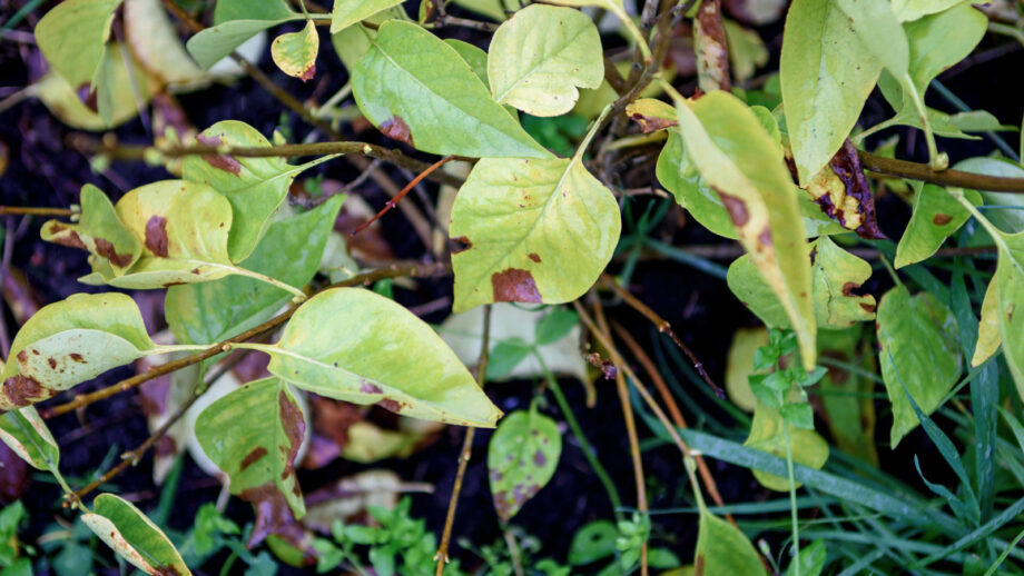 Lilac Rust 9 Reasons Your Lilac isn't Blooming This Year