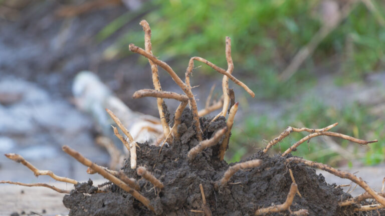 Lilac Tree Roots How to Dig and Transplant Lilac Shrub Runners