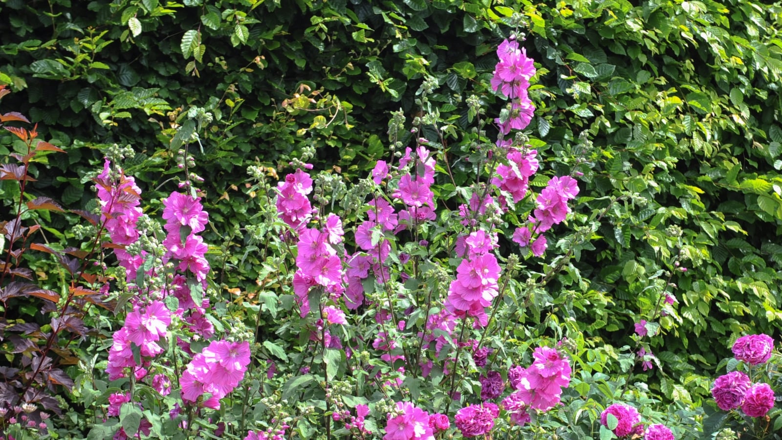 Spires of soft pink flowers bloom along a tall, leafy green stem, each blossom having a ruffled edge.