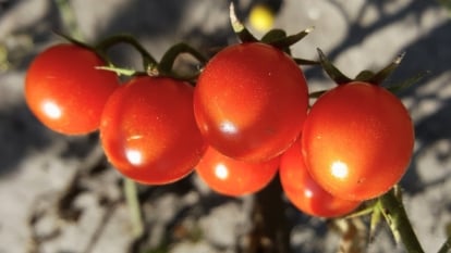 A vibrant bunch of small, shiny, red oval fruits dangles from a dark green stem, each with delicate green caps.