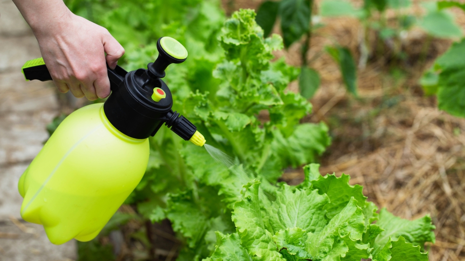 Lettuce Insect Contamination How to Fight Aphids on Lettuce: 7 Pro Grower Tips