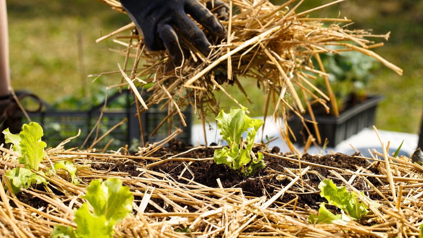 A gardener's hands in black gloves spread straw mulch over a bed of moist soil and young lettuce seedlings.