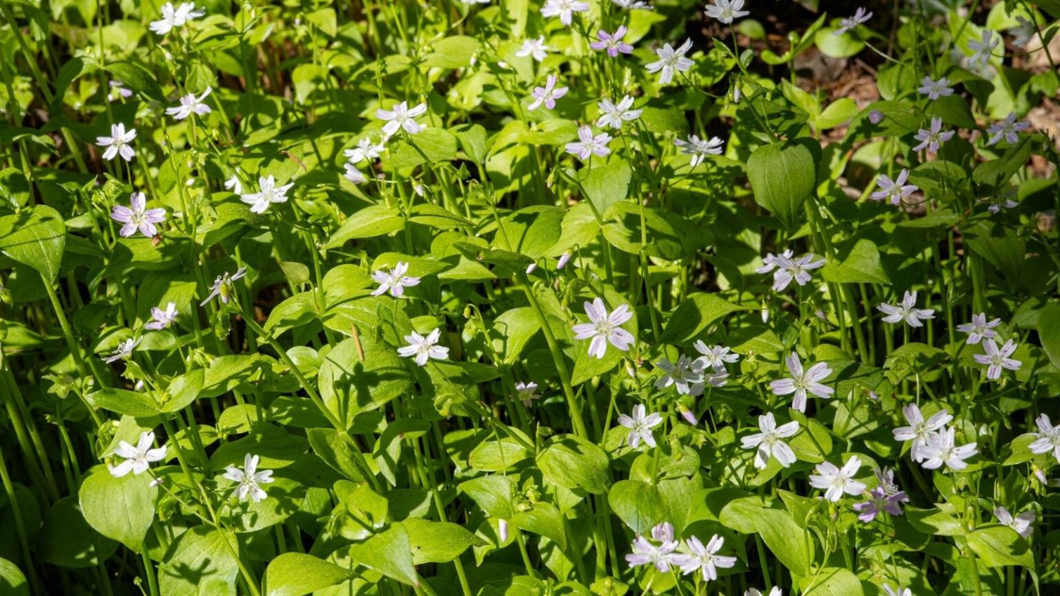 Invasive Spring Bulbs 11 Native Alternatives for Popular Invasive Plants