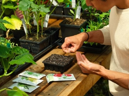 A man gardener in a beige sweater sows tomato seeds in a seed starter tray filled with soil, on a wooden table among various young seedlings in trays.