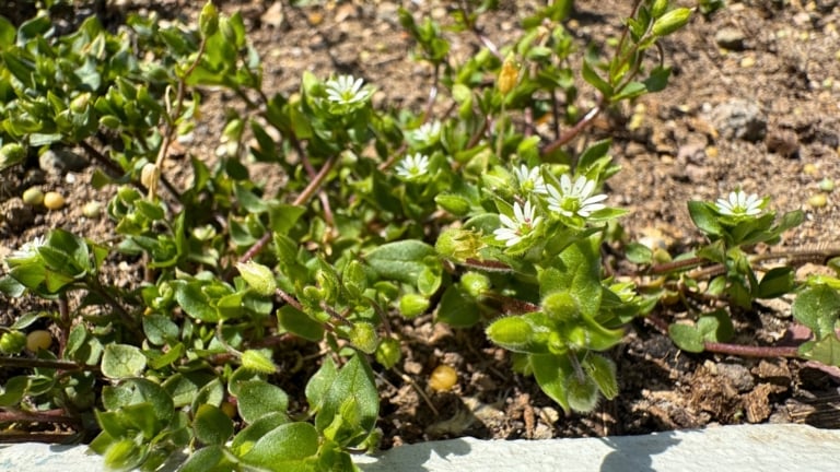 13 Common Spring Weeds to Pull Before They Establish