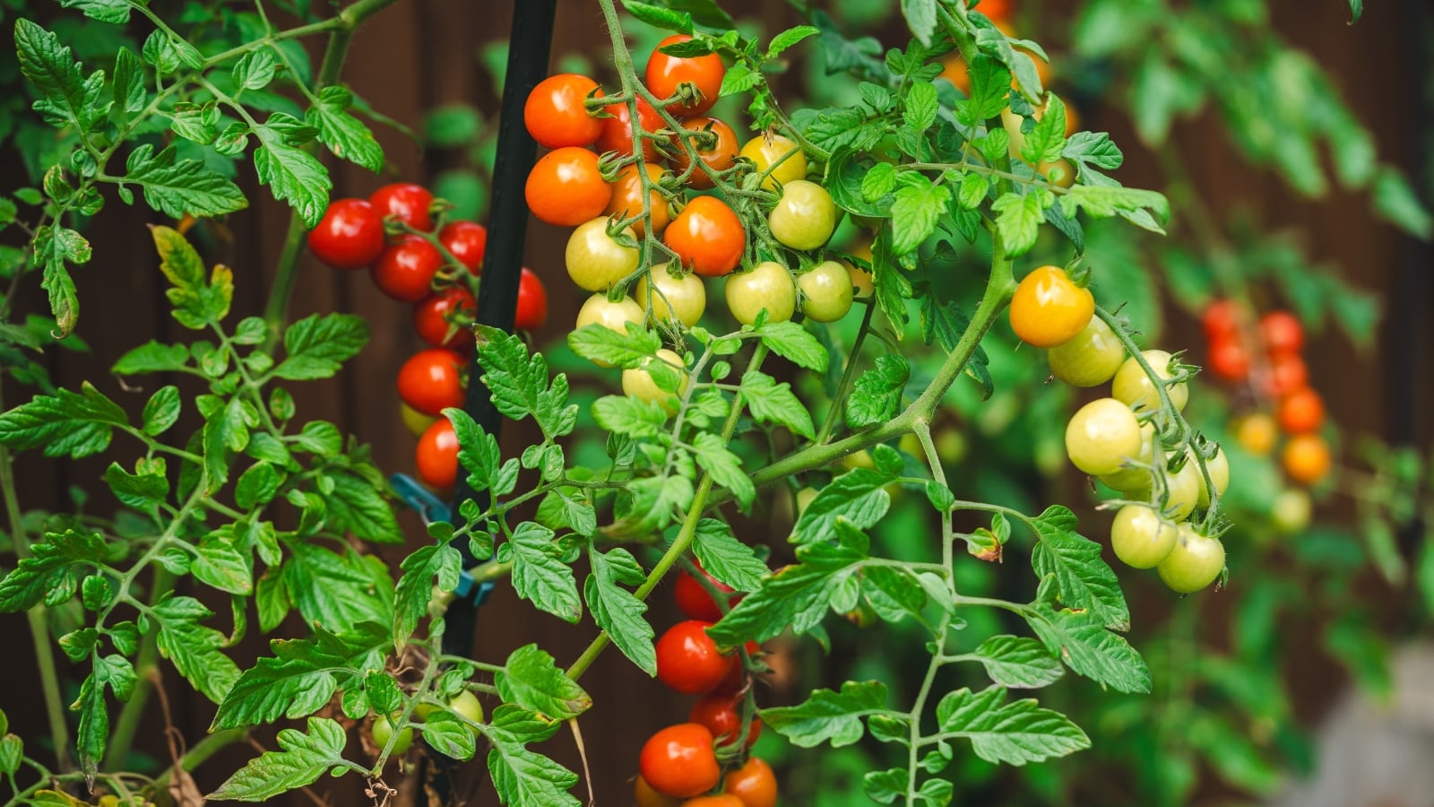 Trailing vines carry long strands of tiny red and green fruits glistening among lush, tangled leaves.
