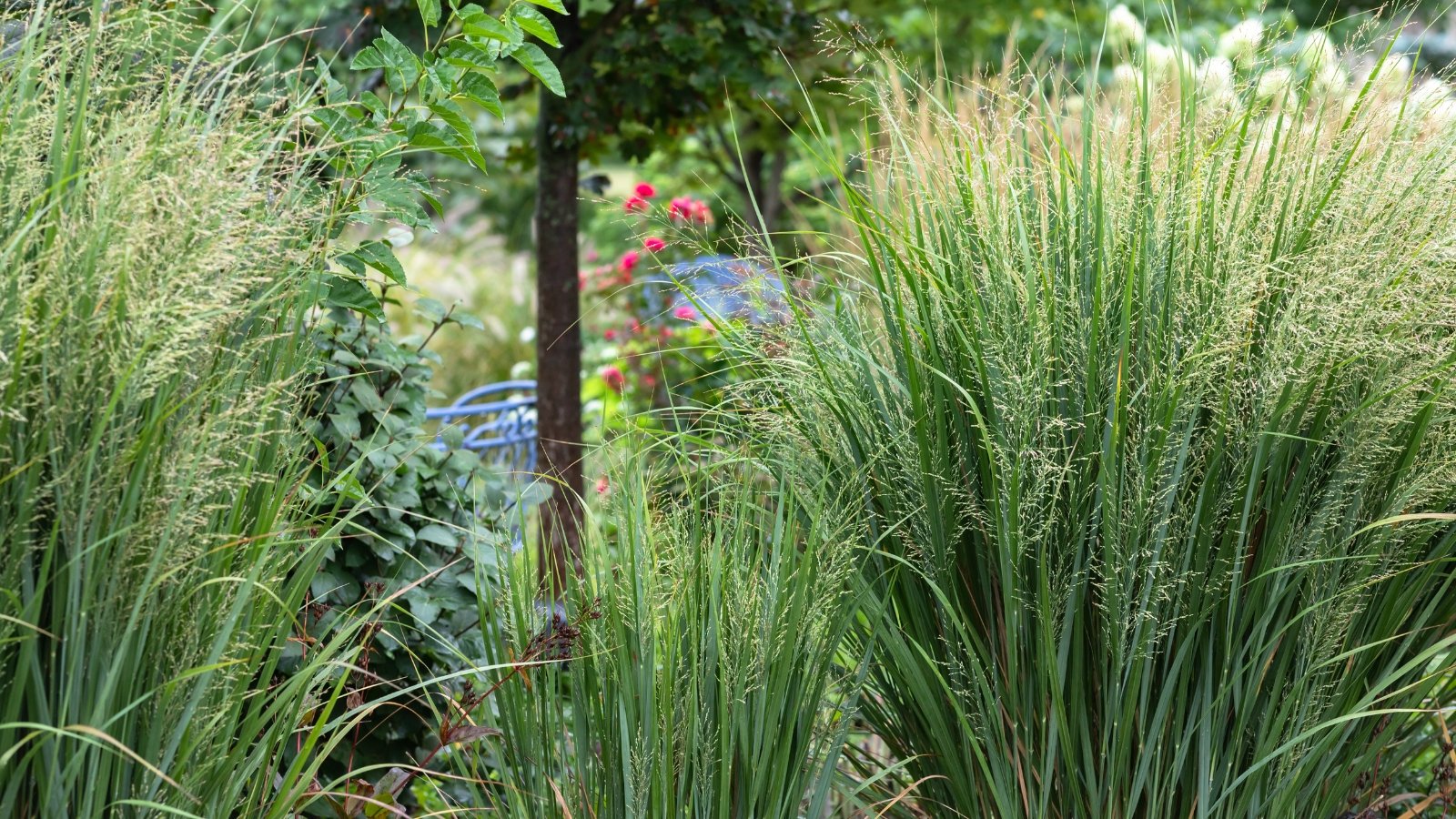 Panicum virgatum ‘Northwind’ grows in tall vertical clumps with blue-green leaves and soft maroon plumes.
