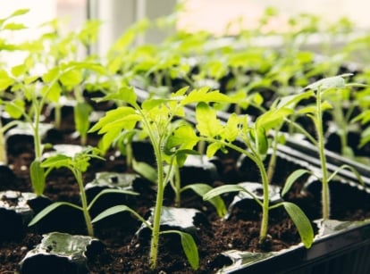 Close-up of young tomato plants with lobed, serrated green leaves on vertical, thin stems covered with fine hairs, near a bright window, showing tomato germination