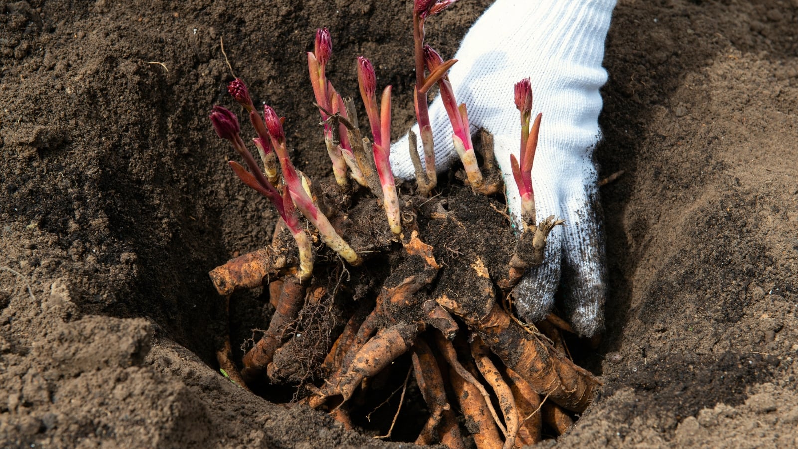 Gardener in white glove plants sprouted Paeonia lactiflora rhizomes with thick roots and pink buds in loose soil in garden.