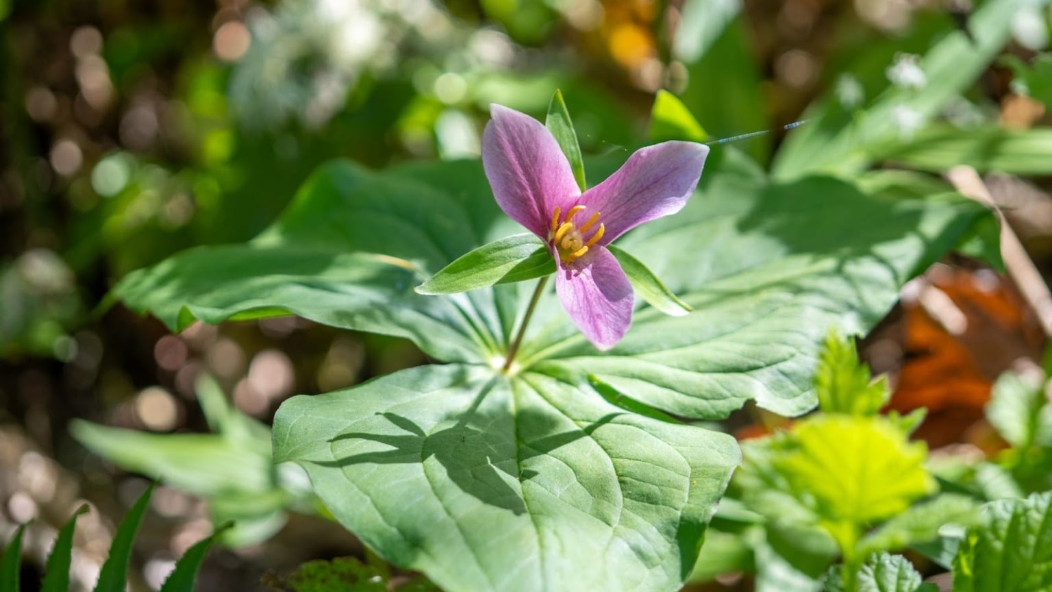 19 Best Pollinator Plants for Shade