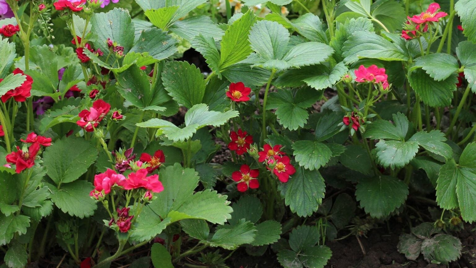 7 Strawberry Varieties With Charming Pink Flowers