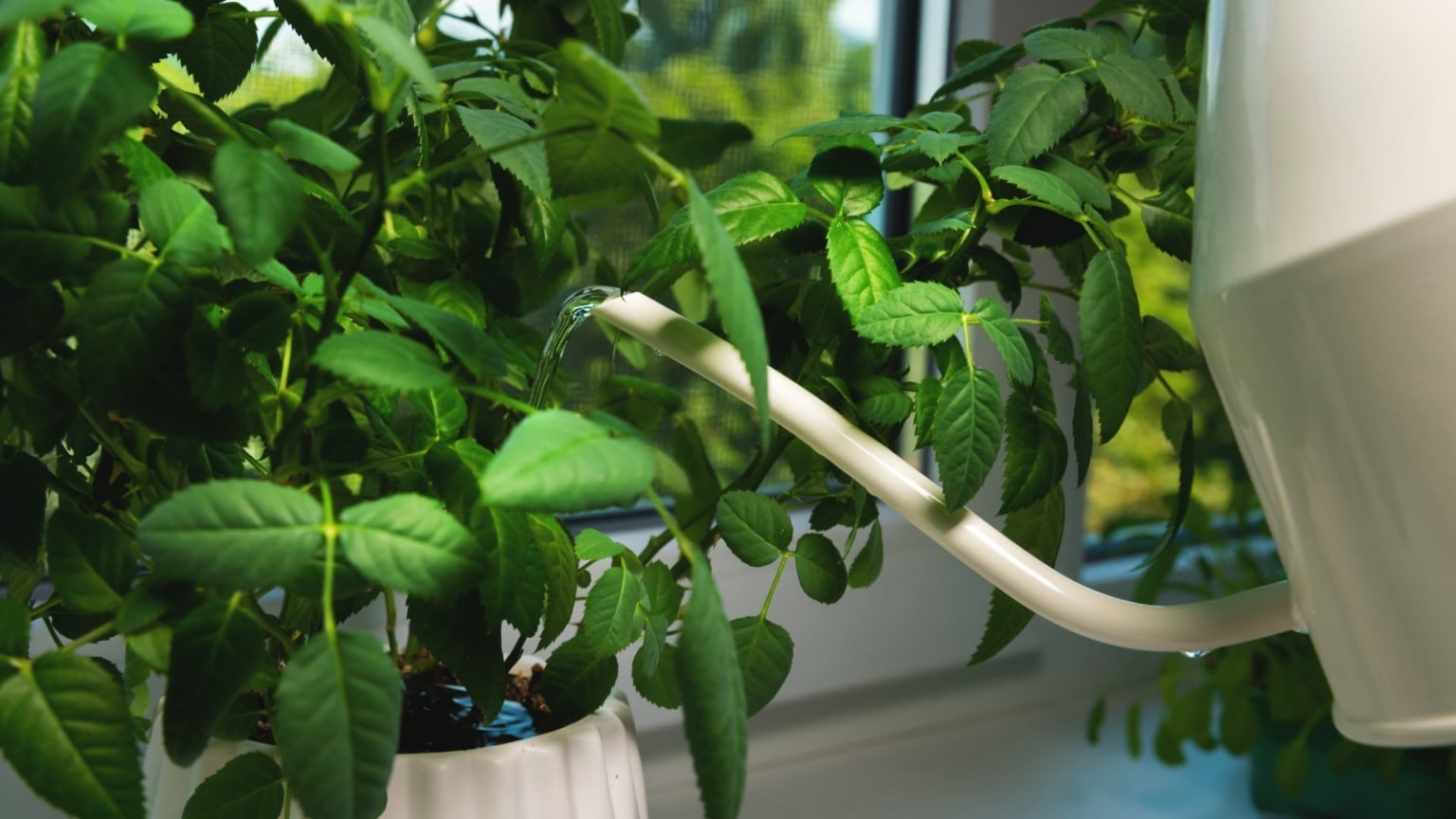 7 Tips for Growing Climbing Roses in Pots and Containers